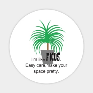 Ficus Magnet